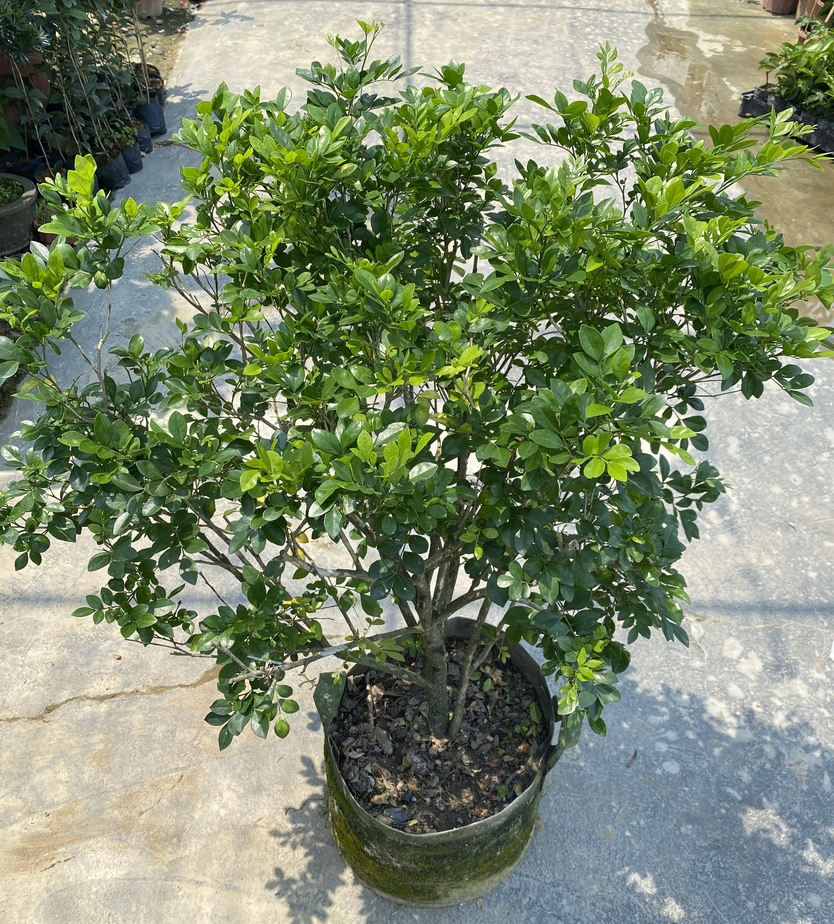 九里香盆栽带花绿植七里香树苗室内庭院花卉驱蚊绿植阳台当年开花