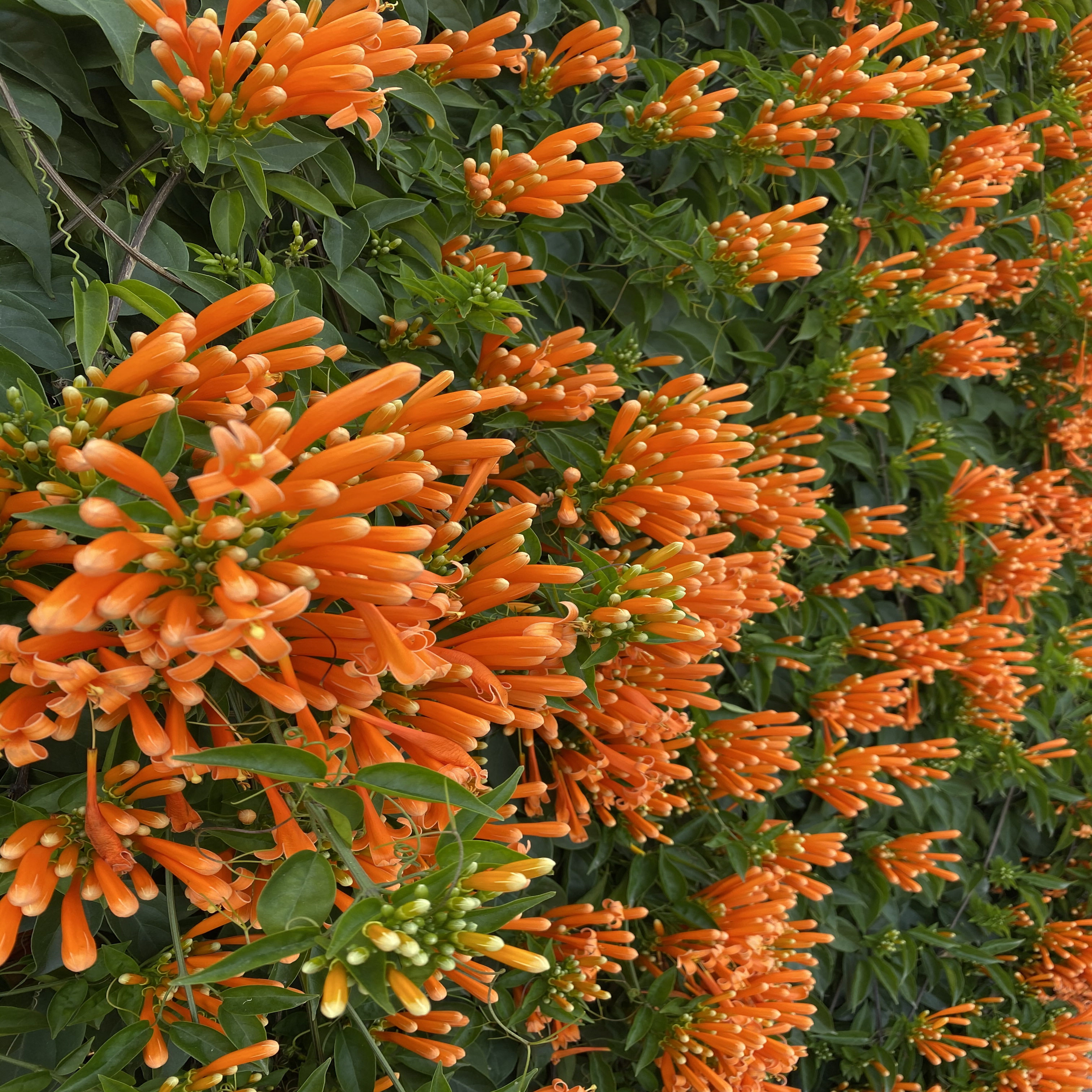 花苗爬藤植物炮仗盆栽四季常绿花藤绿植攀爬时令草本花卉