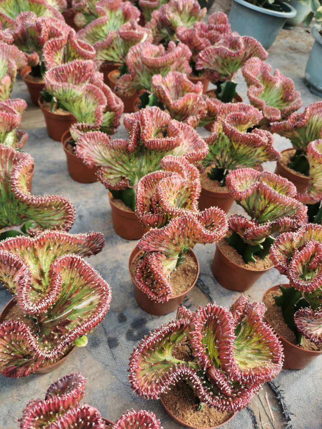 彩麒麟盆栽玉金仙人掌喜阳耐旱室内多肉植物净化防辐射好养包邮功效与