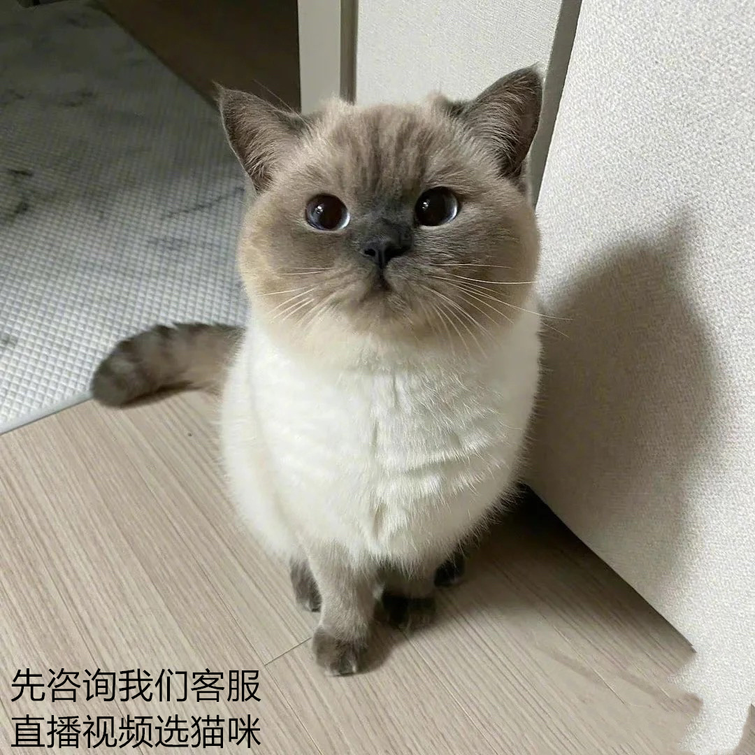 猫咪重点色英活物宠物猫幼猫小幼崽活体蓝猫猫咪