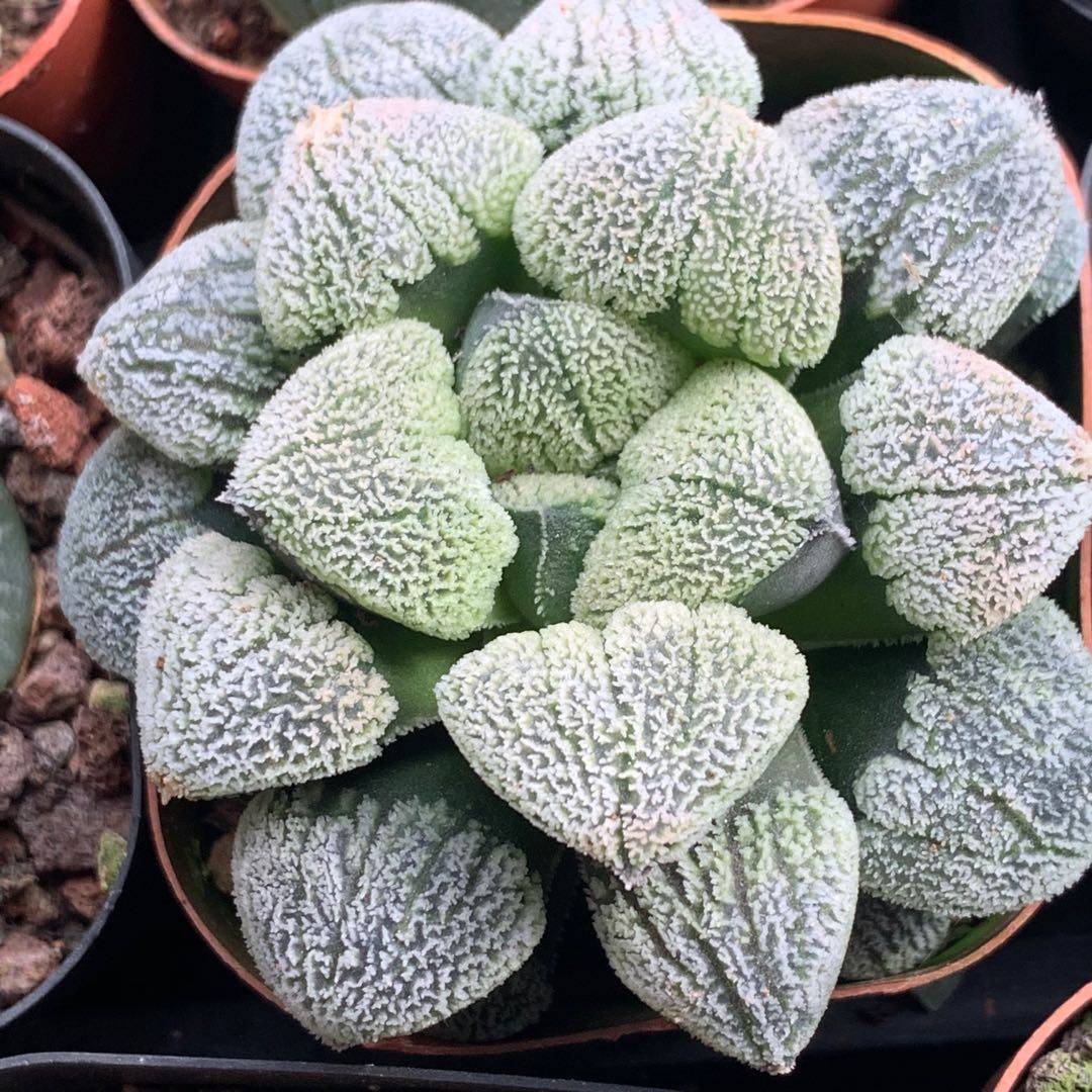 雪之里磨面寿雪魔多6cm左右株型周正多肉植物多肉植物