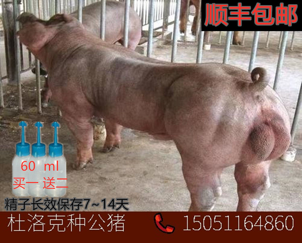 美系杜洛克种猪猪精子 配种 大白 长白 杜洛克 原种太湖 人工授精