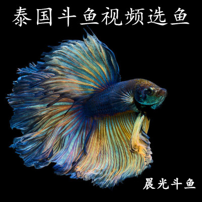 半月泰国斗鱼视频选鱼精品展示级赛级大耳进口观赏鱼