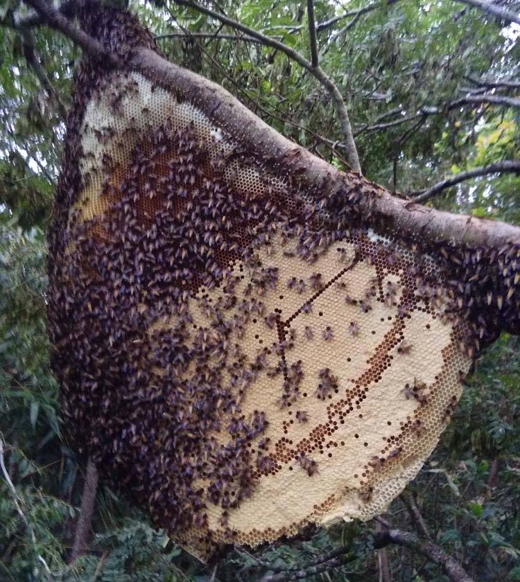 蜂蜜云南野生大排树挂原始森林纯天然大黑缅甸百花蜂蜜