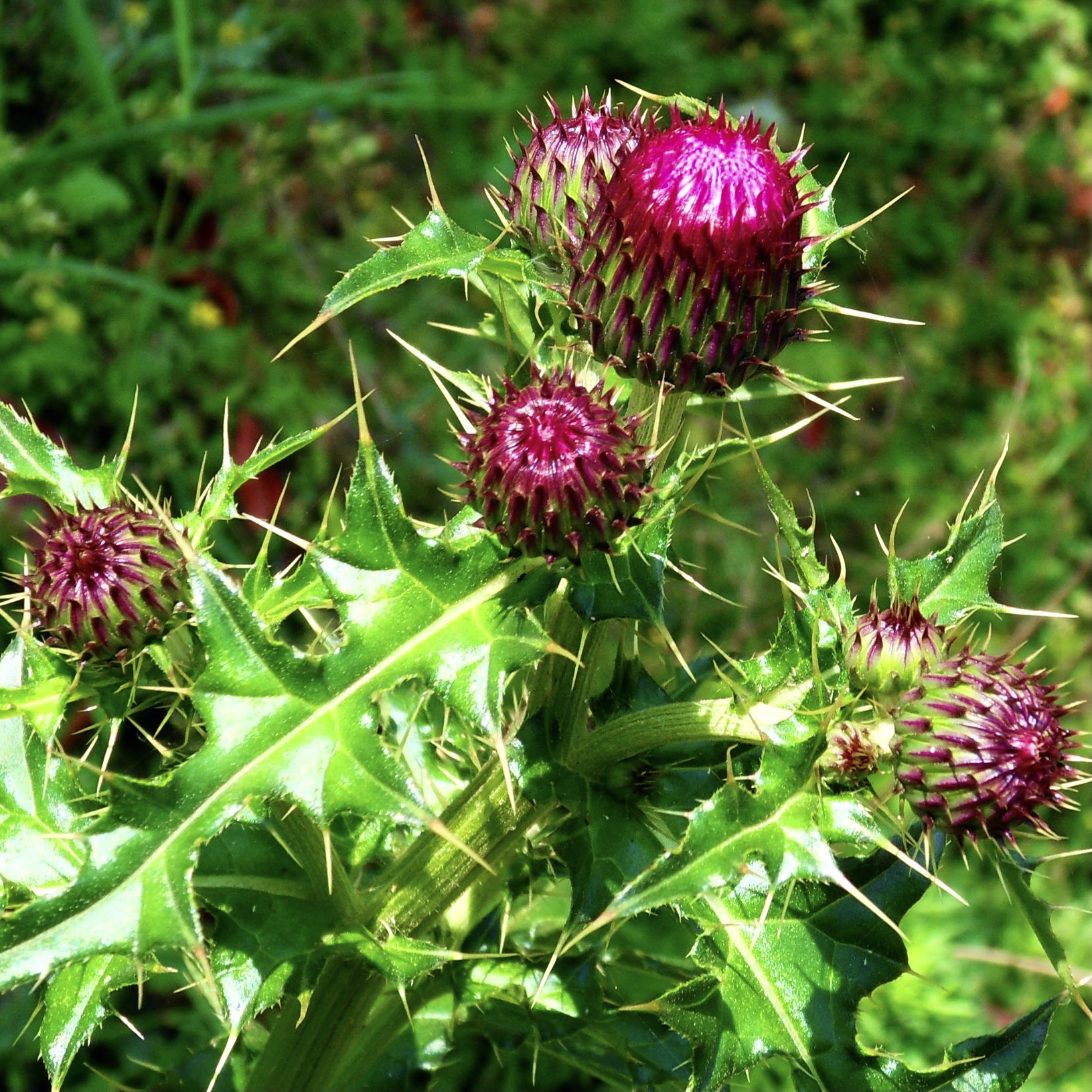 大蓟根新鲜牛口刺刺萝卜虎蓟马蓟根鸡脚刺根刺蓟根其他药食同源食品