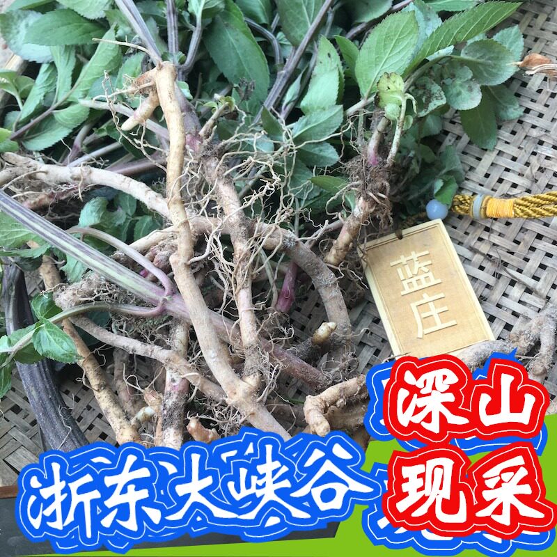 接骨草根新鲜八里麻蒴藋接骨木陆英走马风走马前八棱麻过山龙根叶