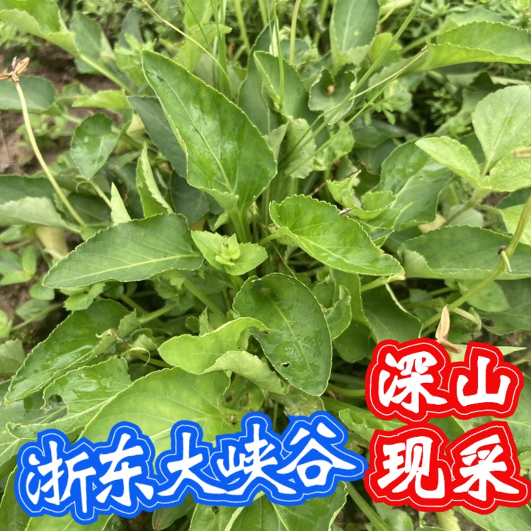 犁头草新鲜紫花地丁草华兜草野堇菜铧头草华头草甜苦地丁草箭头草