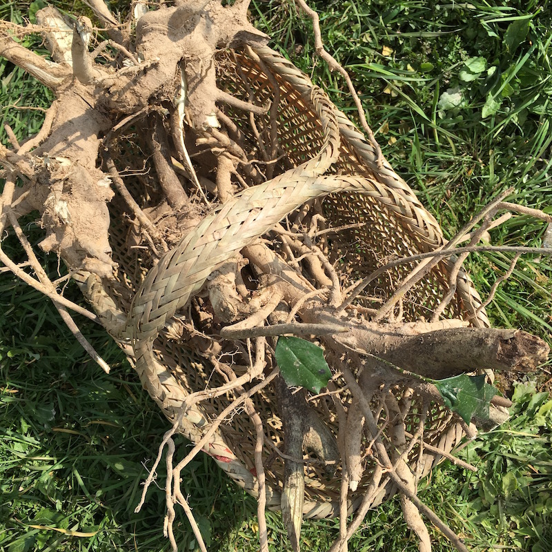 新鲜构骨根 500g 野生草猫儿刺根八角刺根八角茶枸骨根