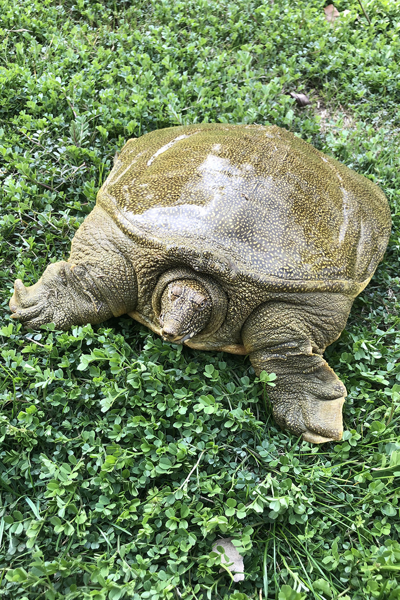 甲鱼活体包邮中华老鳖王八水鱼鲜活团鱼食用龟