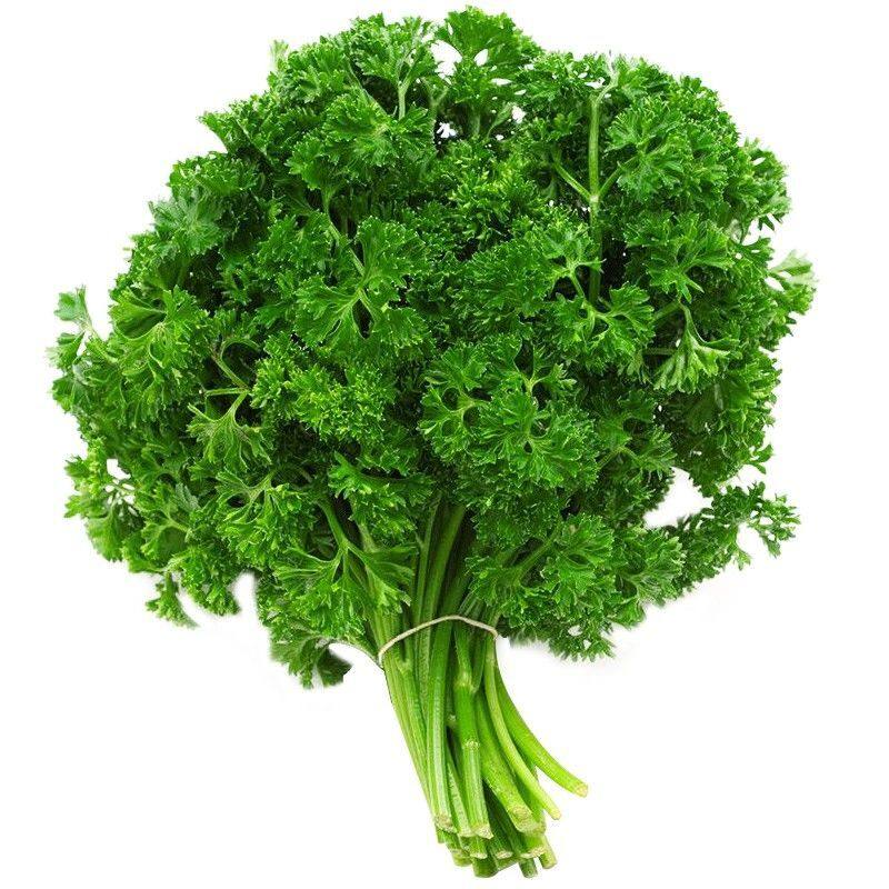 西餐香料 欧芹种子 欧洲香芹种子 菜籽 法国香菜荷兰芹 蔬菜种子