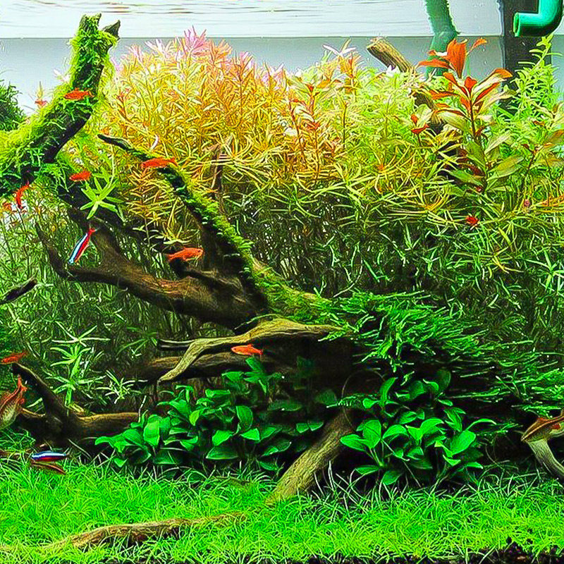 草缸造景套餐成品真水草天然水族箱草坪小型家用新手鱼缸装饰套餐