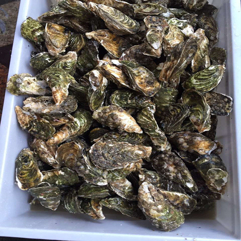东山岛 生蚝 活鲜 生蚝即食 生蚝 鲜活十斤 大生蚝顺丰包邮批发