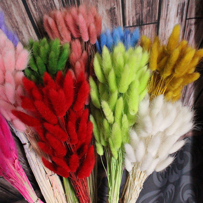 干花花兔尾草一束50支真花永生花尾巴花束拍摄干花