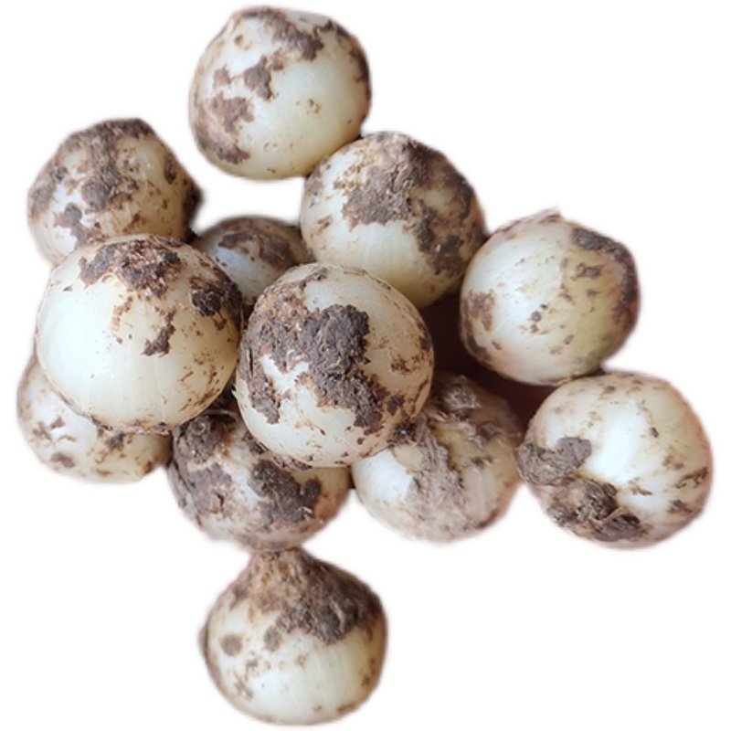 小号新鲜农家苦藠薤白团葱小蒜害子野葱小根四川其它