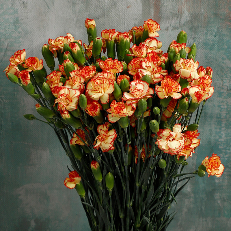 多头康乃馨多丁云南昆明鲜花基地直发速运直供家庭插花