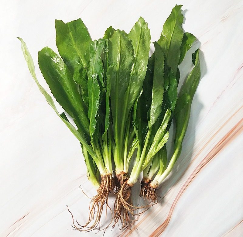 香料调味汤调味阴功菜冬泰国新鲜食用500g香菜其它