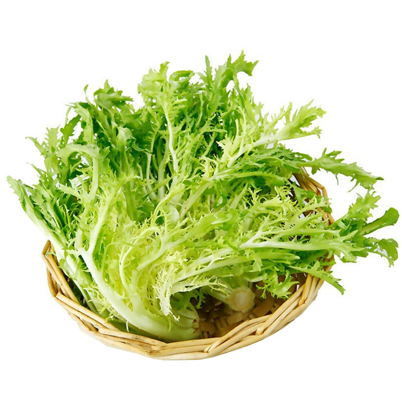 黄心苦菊非绿苦苣黄九苦生菜九芽狗牙新鲜沙拉其它