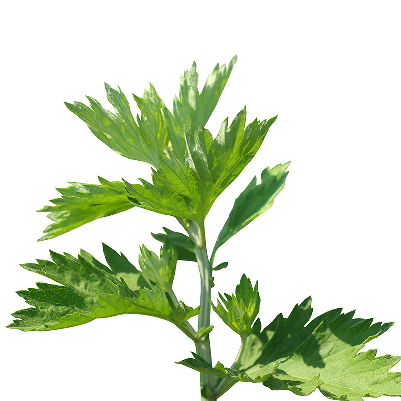 艾草野生艾草叶食用清明草青团干艾叶草糍粑艾粄现摘3斤顺丰包邮