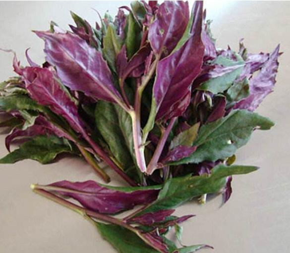 紫背菜种种苗10株湖南农家紫背天葵苗血皮菜蔬家庭园艺种子