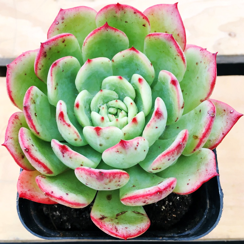 三文鱼多肉植物云南露养精品单头血庭院阳台花卉多肉植物