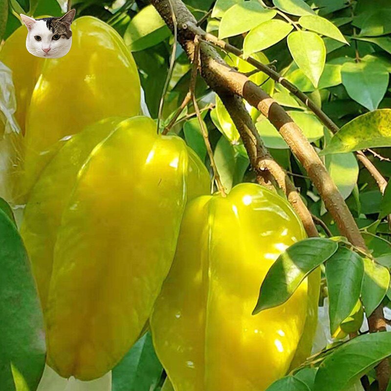 现货杨桃新鲜水果5斤整箱热带孕妇红龙龙洋杨桃