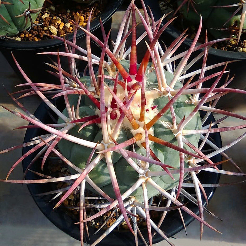 植物员外高木绯冠龙实生一物一拍狂刺强刺瘤玉多肉植物