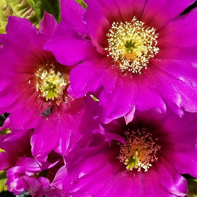 植物仙人员外紫翠虾实生一物一拍鹿角柱属开花多肉植物