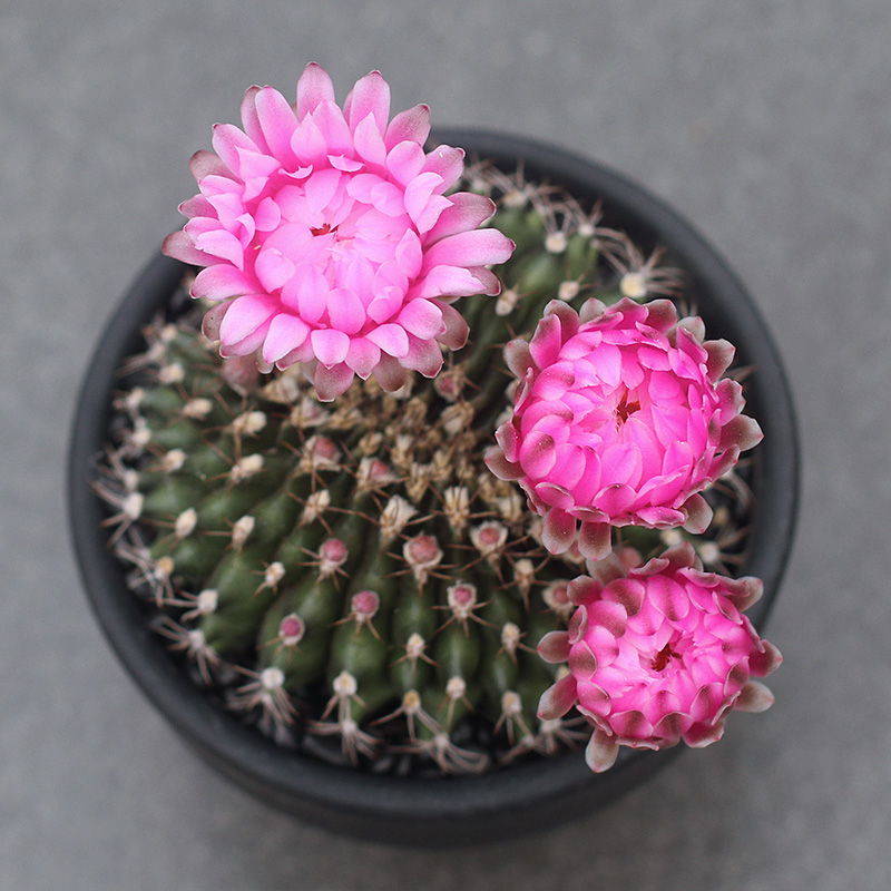 植物员外翠晃冠缀一物一拍多色开花仙人球裸多肉植物