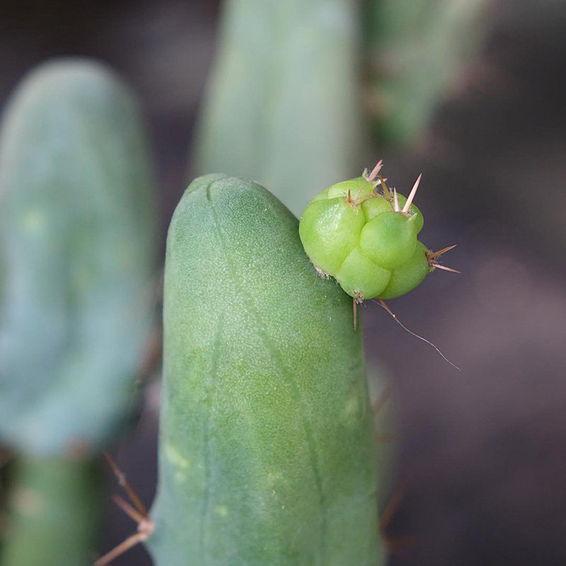 仙人植物员外jj柱成程柱一物一拍稀有邪恶多肉植物