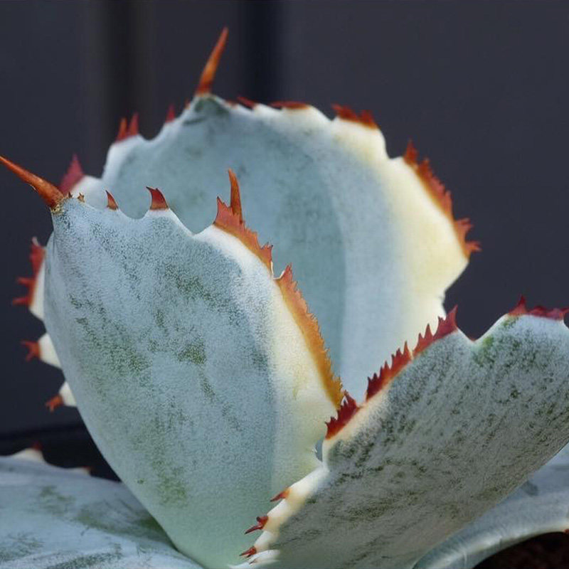 植物连刺员外甲蟹蟹黄覆轮稀有龙舌兰多组合多肉植物