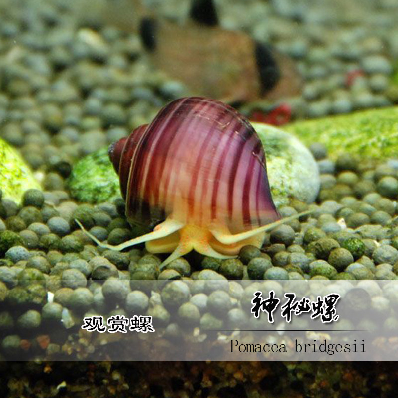 神秘螺紫衣螺紫纹藻螺工具水族活体宠物淡水螺
