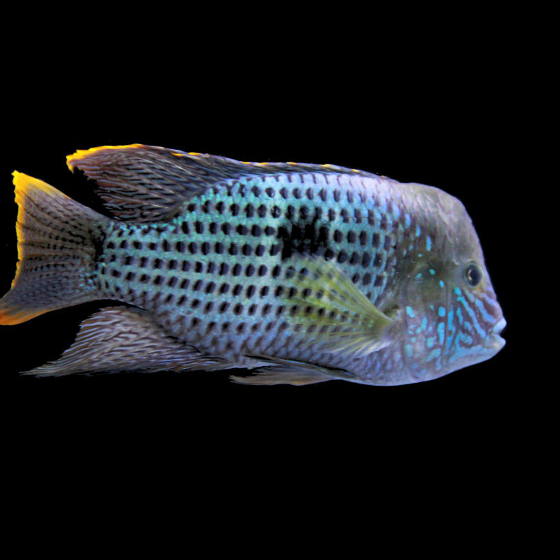 皇冠红尾玉面老寿星鱼蓝财神金龙银龙配鱼热带鱼鱼