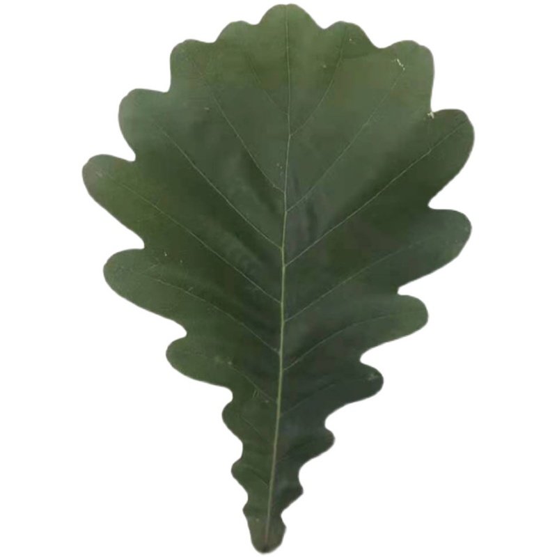 新鲜100片伯乐叶伯乐精选榨树粽子槲叶包粽子端午节其它干货