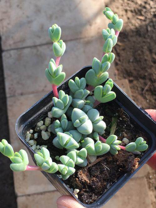 碧玉莲多肉植物窗台办公桌防辐射净化空气美观绿植盆栽多肉植物