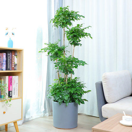 幸福树大小绿萝盆栽植物室内大客客厅大树树桩大型绿植