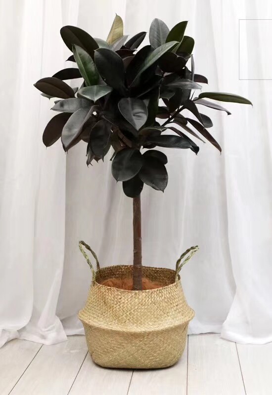 大型橡皮盆栽又名黑金刚甲醛净化空气绿植阳台室内大型绿植