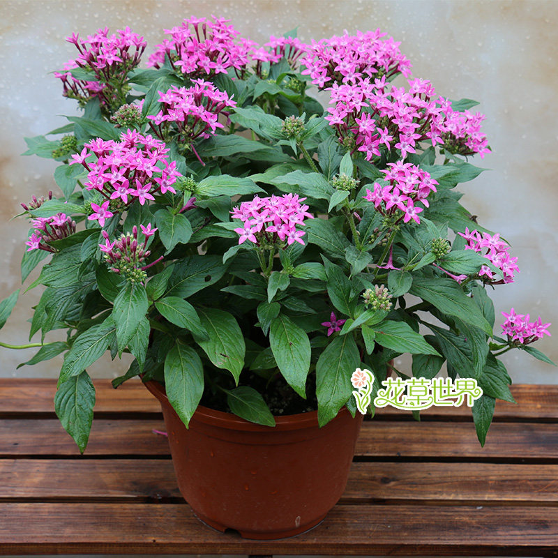 星花五星繁星盆栽花期很长多年生花卉阳台庭院时令草本花卉