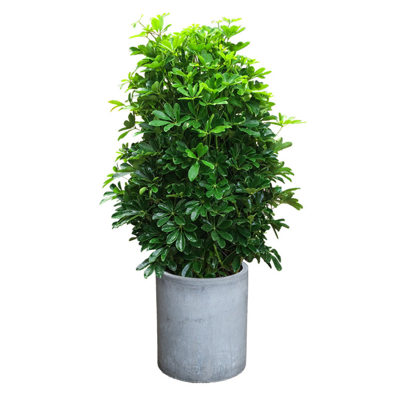 鸭脚木盆栽招财树鹅掌甲醛吸烟烟尘净化空气室内阳台大型绿植