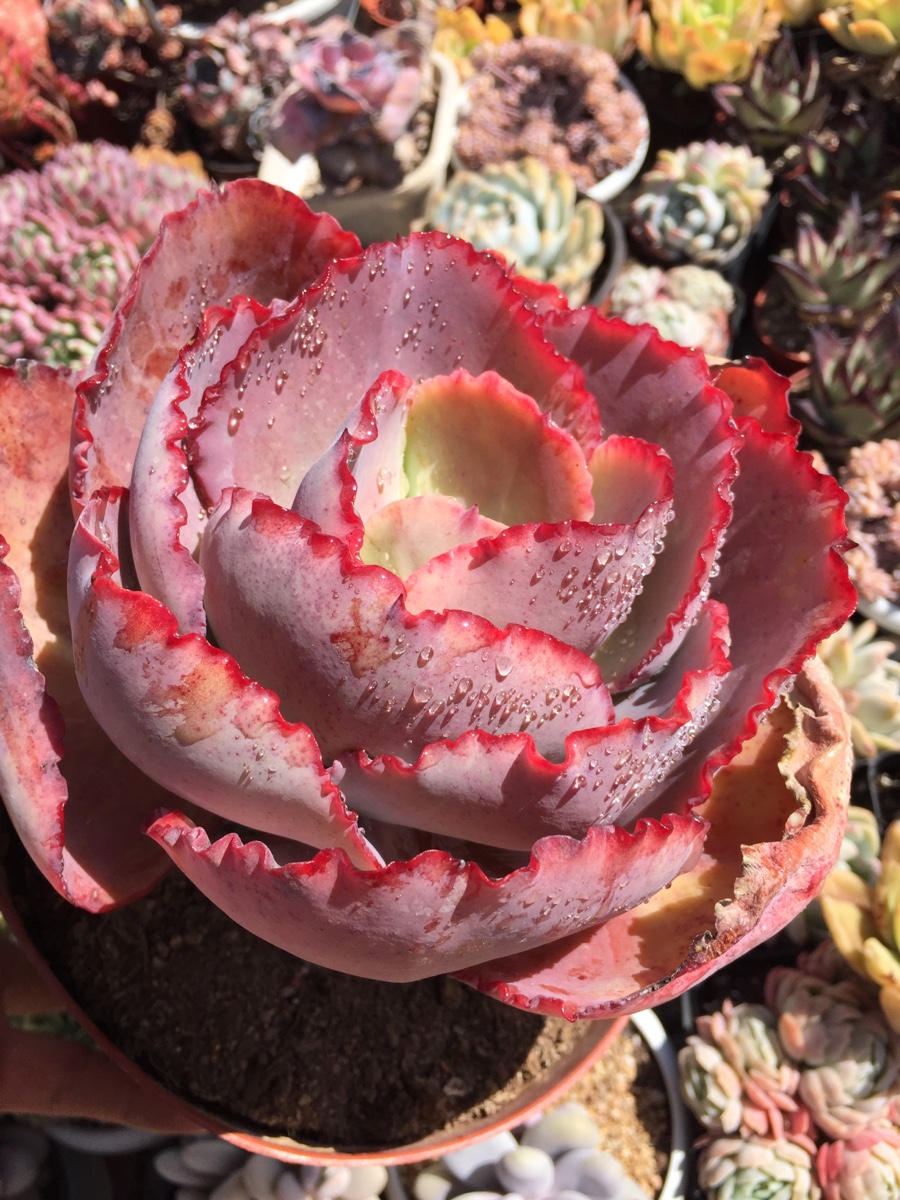 蓝色妖姬又叫法国皇后老桩多肉植物包菜三仙之一脱土发货云南