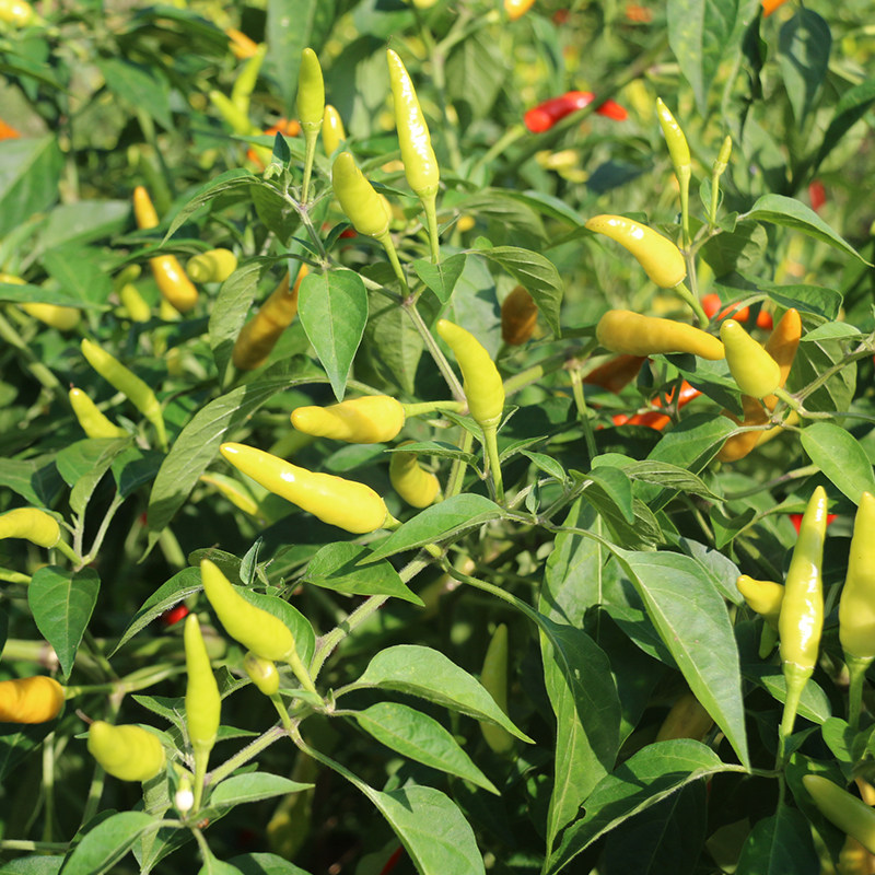 辣椒四川新鲜野山椒超辣泡朝天椒白小米椒特辣辣椒