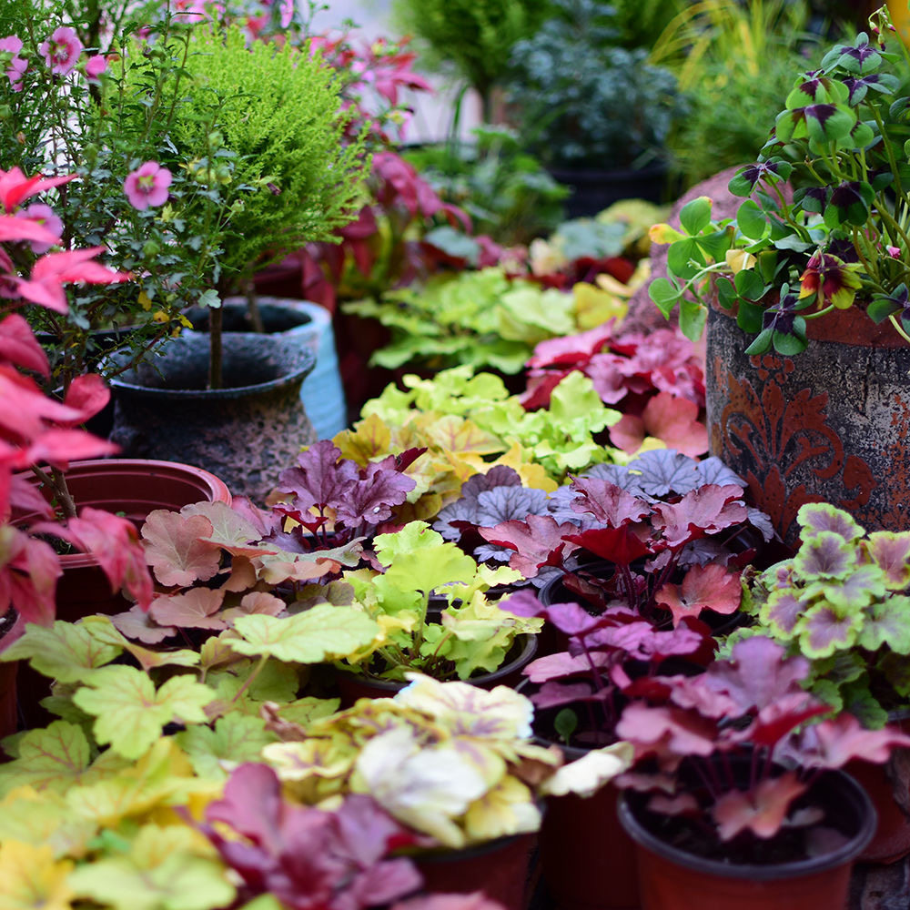矾根花卉可漏天冬天调色花园庭院卉凡耐热盆栽绿植