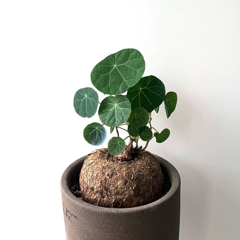 泰国圆叶爬藤山乌龟金不换网红ins喜阴室内植物绿植