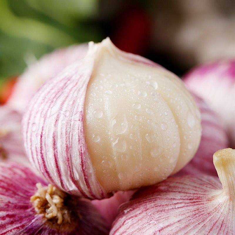 云南大理紫皮独头新鲜大蒜蒜头现挖鲜蒜干蒜大蒜