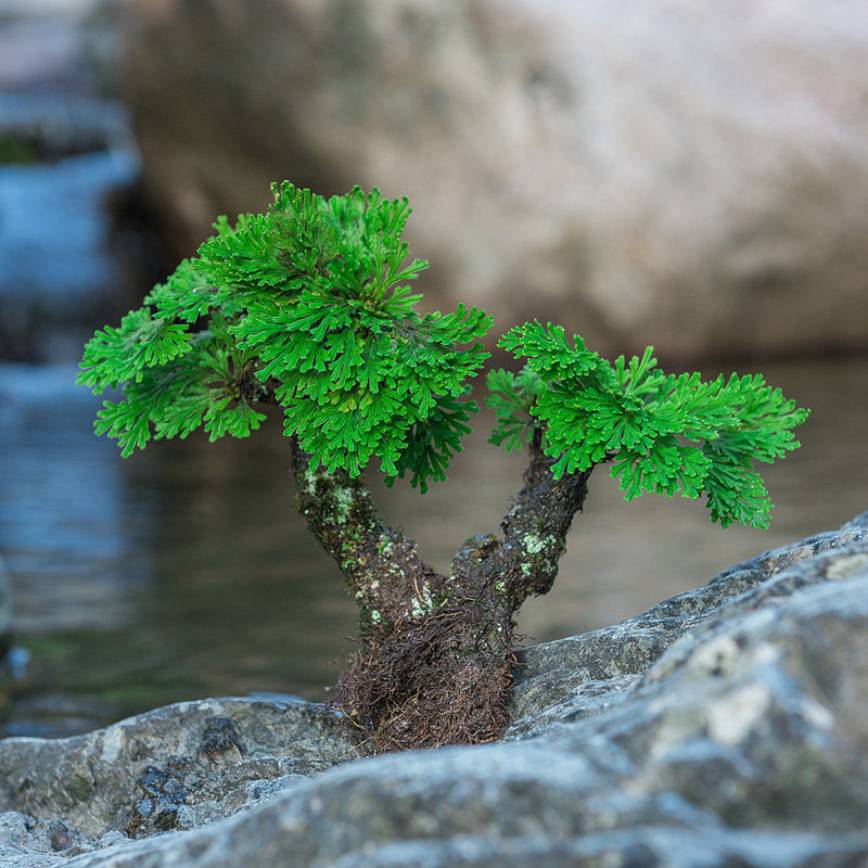 地养卷迷你室内好养植物绿植造景石造景吸水假山绿植