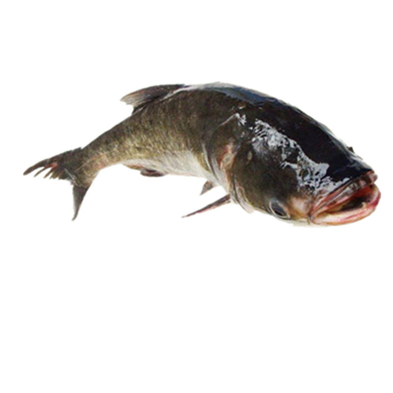 天赋赋予查干湖胖头鲫鱼淡水湖冬捕鲤鱼鱼草鱼花淡水鱼类