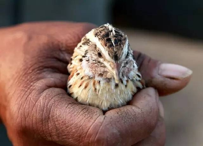 斗架鹌鹑宠物派活物斗鹌鹑手把鸟红胡子白糖早秋宠物鸟