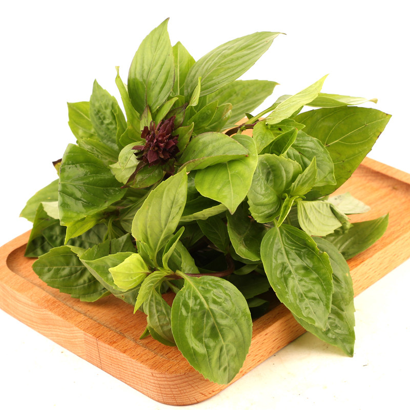 九层塔新鲜500g金不换食用香料罗勒叶三杯辅料农产品其它