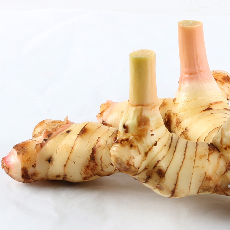 南姜新鲜良姜芦苇姜山姜泰国冬阴汤料香料500g其它