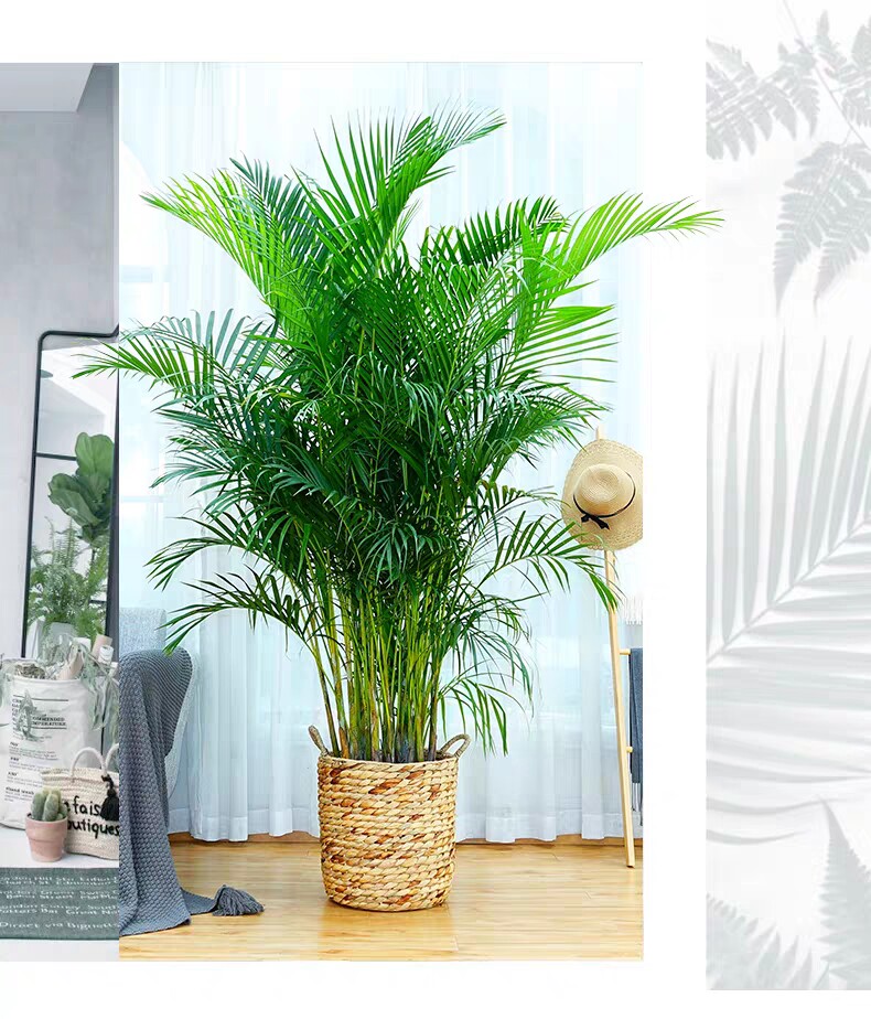 散尾大型植物室内四季常青绿植客厅甲醛净化空气大型绿植