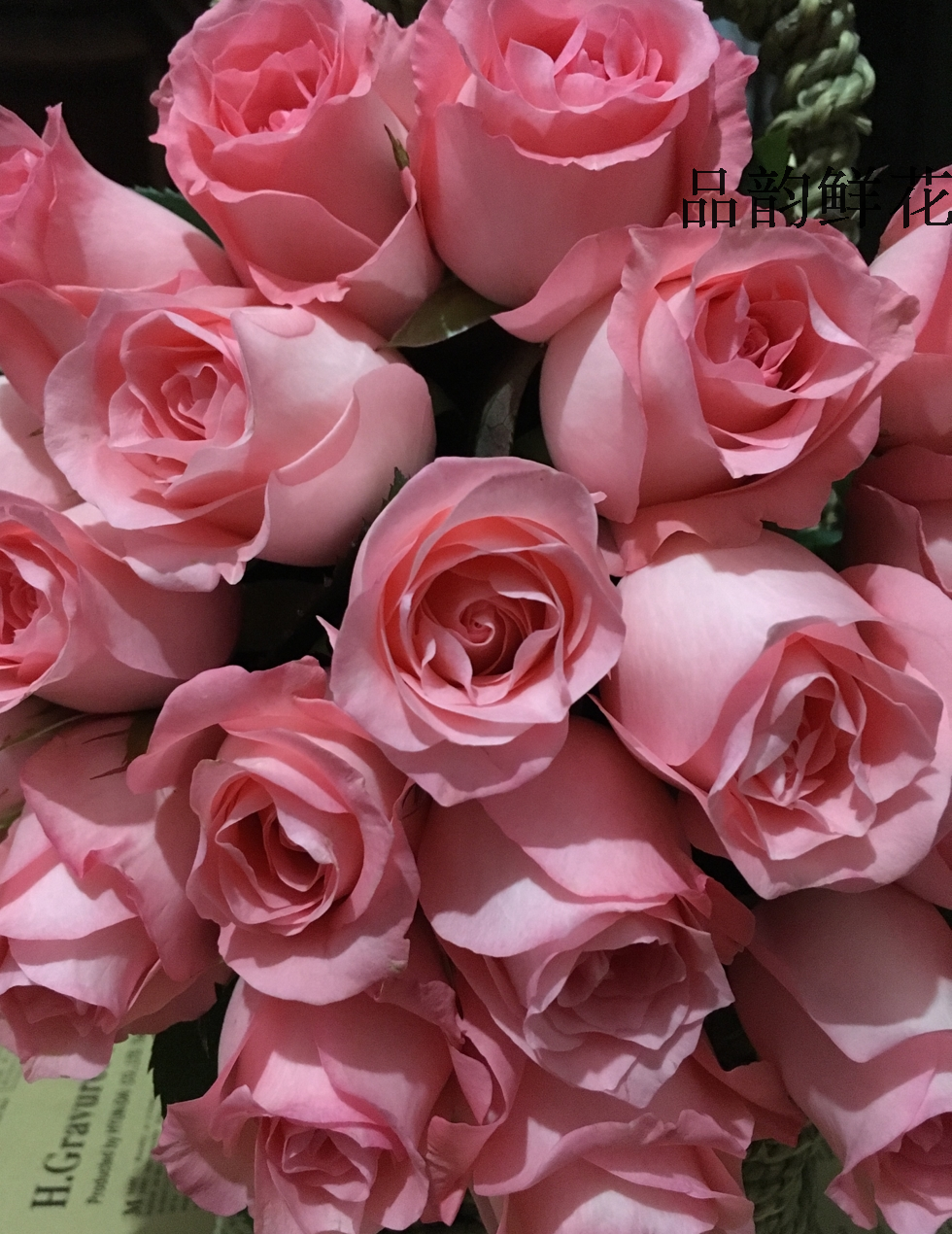 粉玫瑰鲜花 戴安娜 情人节家庭插花 一大把20枝包邮 昆明鲜花直发